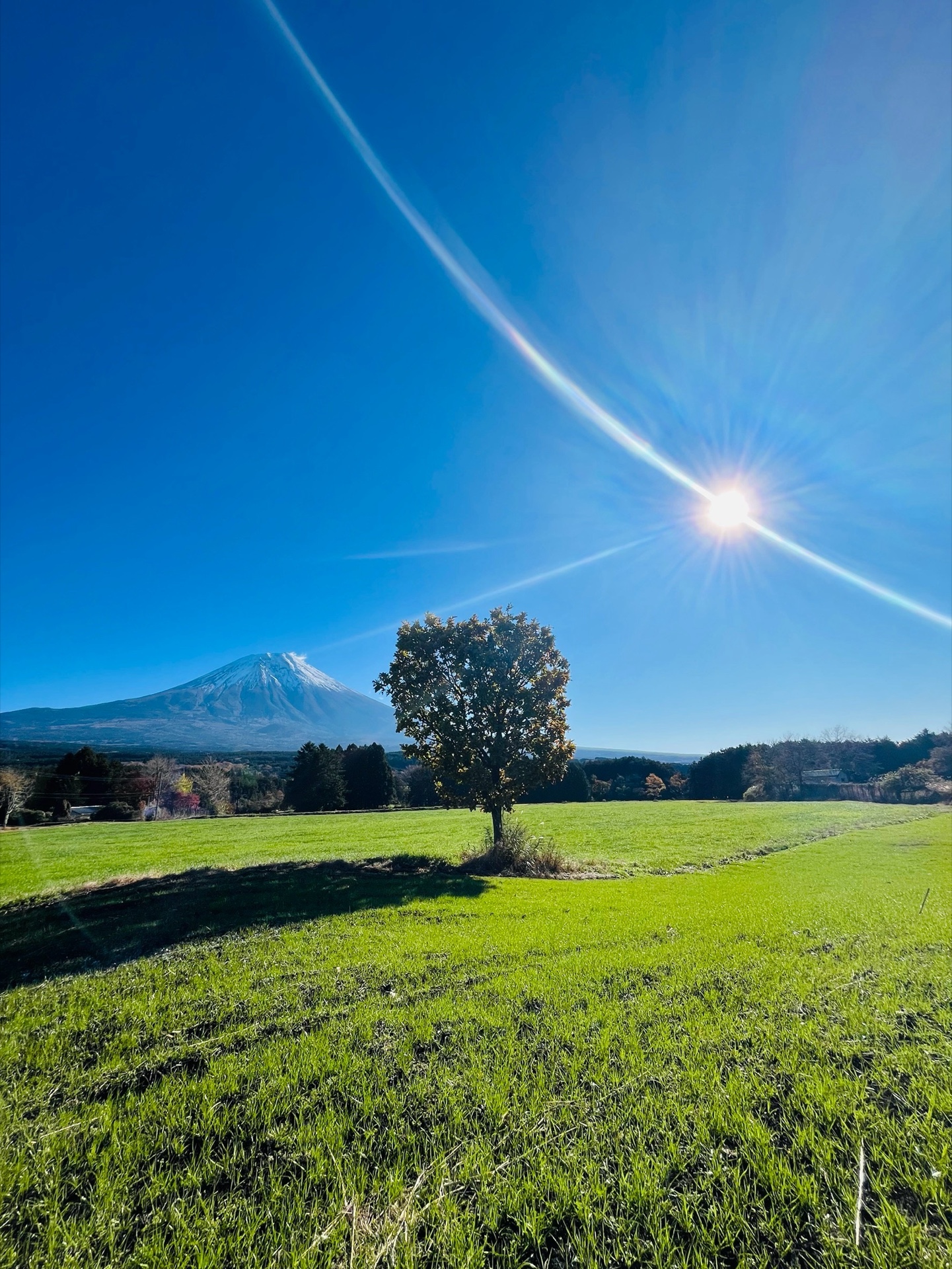 A lone tree on Asagiri Plateau beneath the sun and Mount Fuji after the first snow