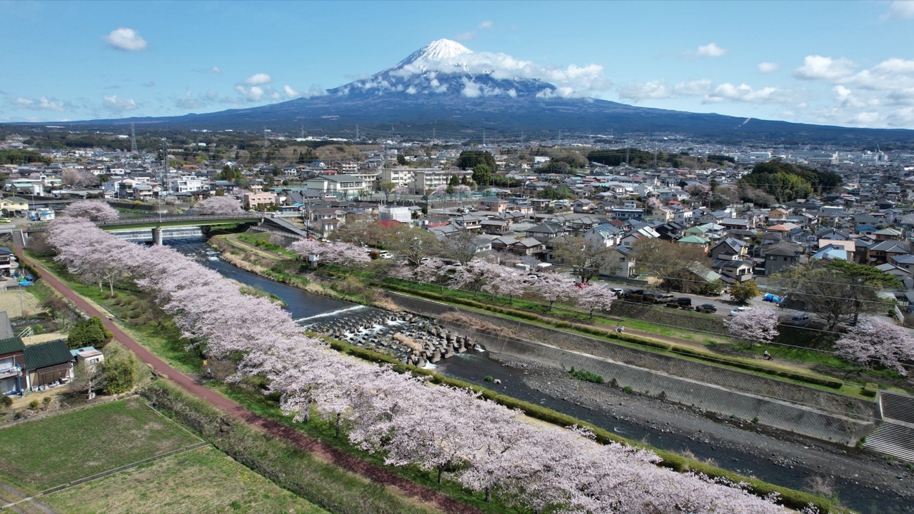 Mount Fuji above a cherry-lined river in Fujinomiya during spring